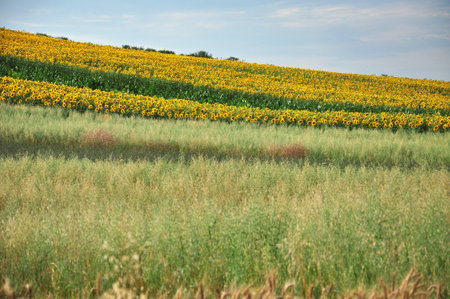 Beautiful sunflower field in the summerの写真素材