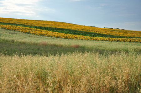Beautiful sunflower field in the summerの写真素材