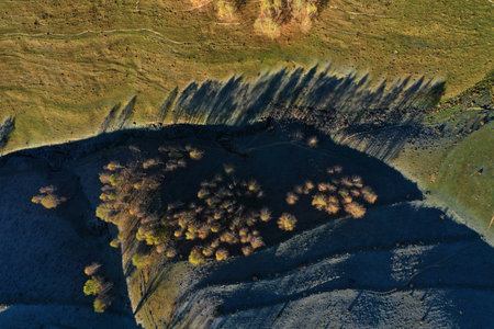 Aerial top down view of autumn trees shadow on green meadow by droneの写真素材