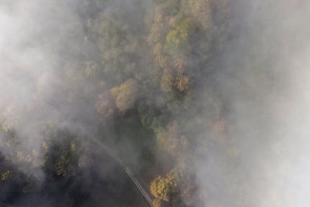 Aerial top down view of autumn misty forest canopy by droneの写真素材