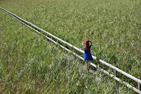 Woman with red hair in blue dress standing on wooden footbridge in reedsの写真素材