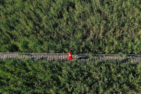 Aerial view of woman in red dress walking on a wooden walkway, surrounded by green reed in natural sunlightの写真素材