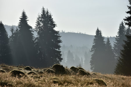 Morning mist in a mountain meadow during sunriseの写真素材