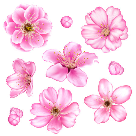 Cherry blossom illustration setの写真素材