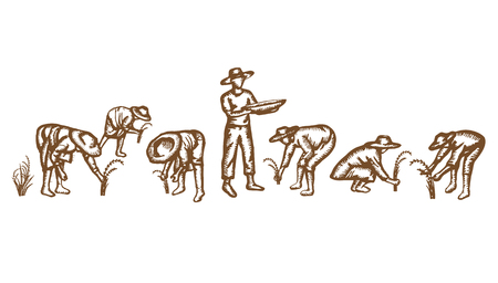 Asian farmers harvest rice by illustrationのイラスト素材