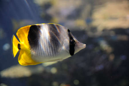 Fish looking backの写真素材
