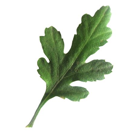 Green oak leaf isolated on a white background.の写真素材