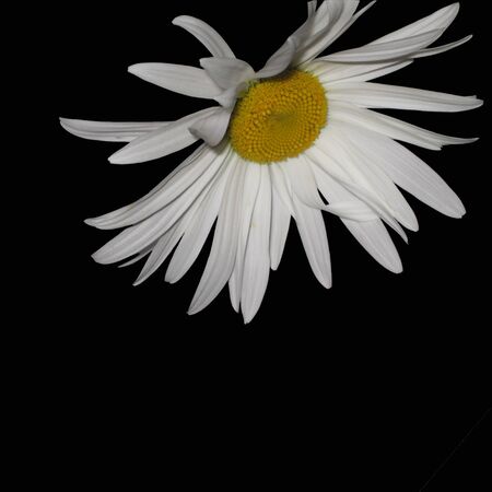 One white chamomile on a black backgroundの写真素材