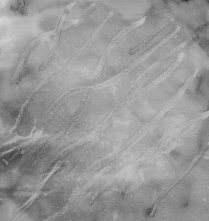 Black and white watercolor backgroundの写真素材