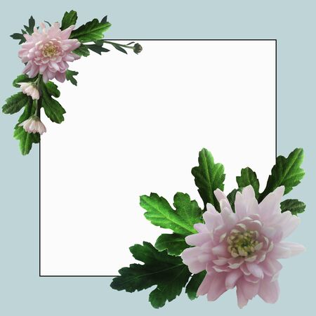 Blue square frame with pink chrysanthemums and green leaves and twigs with white space for text.の写真素材