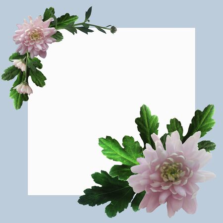 Blue square frame with pink chrysanthemums and green leaves and twigs with white space for text.の写真素材
