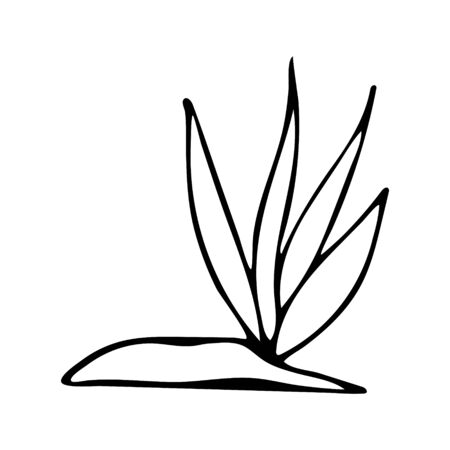 Black and white seaweed doodle sketch. Vector illustration for coloring book.のイラスト素材