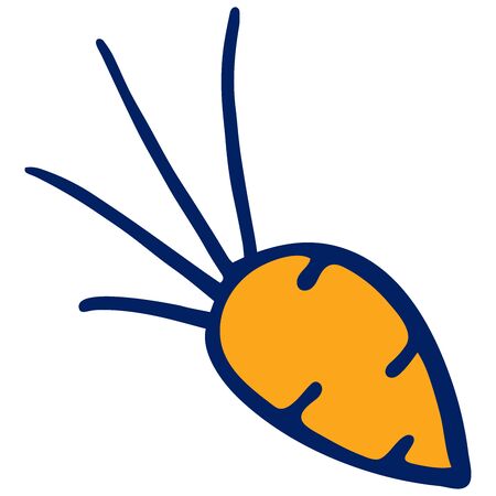 Colored carrot doodle sketch illustration on white background.の写真素材