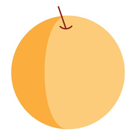 Simple Isolated Apricot On White Background.のイラスト素材