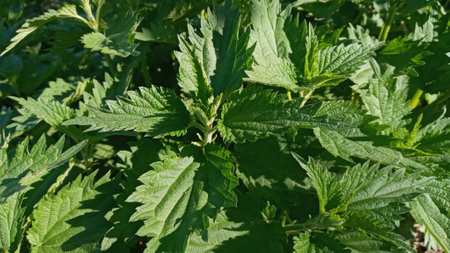 Nettle dioecious or stinging nettle, in the garden, fresh leaves. Stinging nettle, a medicinal plant that is used as a hemostatic, diuretic, antipyretic, wound healing, anti-rheumatic agenの写真素材