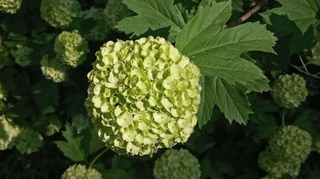 Beautiful white balls of blooming Viburnum opulus Roseum on dark green background.