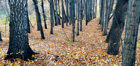 An empty leafy alley in Autumn Park, Siberia, Russia