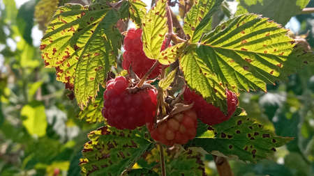 Organic raspberries on bush, copy space. Cultivation, food. Raspberry plantation. Growing berries...