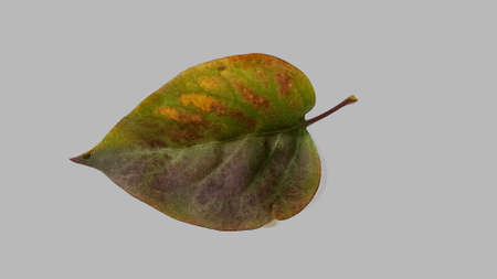 Green autumn lilac leaf isolated on a white background.