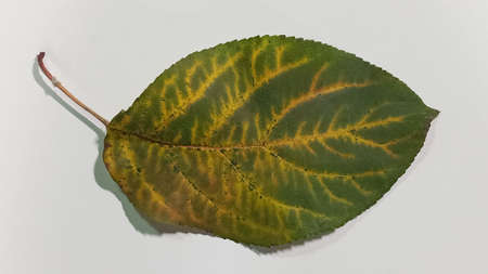 A falling apple tree leaf isolated on a white background. Isolated apple leaf.