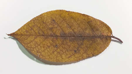 A falling apple tree leaf isolated on a white background. Isolated apple leaf.