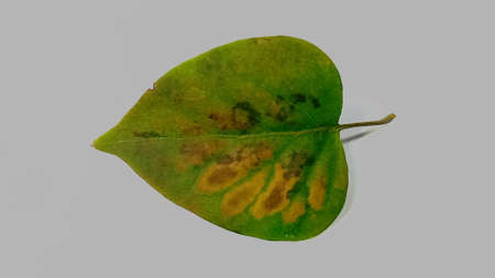 Green autumn lilac leaf isolated on a white background.の写真素材