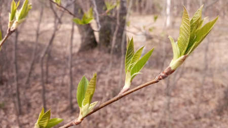 There are young green leaves on a thin branch. Nature comes to life in spring. Willow tree.