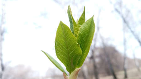 There are young green leaves on a thin branch. Nature comes to life in spring. Willow tree.