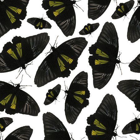 Photo and Digital Seamless Pattern with Black butterfly on white background.の写真素材