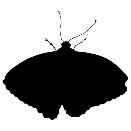 Butterfly Black Silhouette. Isolated Vector Illustration on White Background.のイラスト素材