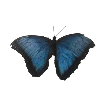 Tropical Butterfly Isolated on White Background.