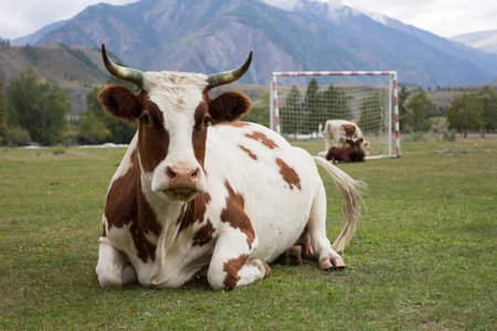 A cow is lying on the green grass in front of a soccer goal on a background of mountains.