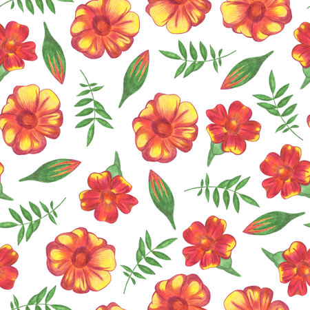 Marigold Flower Seamless Pattern. Hand Drawn Floral Digital Paper on White Background.の写真素材