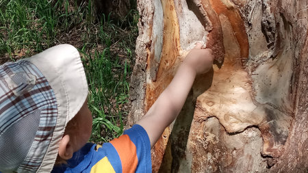 Young boy in a blue shirt and hat gently touching a rough tree trunk with his fingerの写真素材