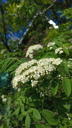 A stunning image of a mountain ash in bloom. The white flowers contrast with deep green leaves, set against a clear blue sky, showing nature's beauty and renewal.の写真素材