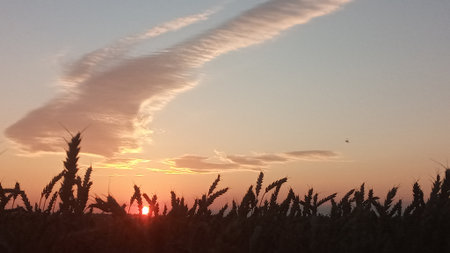 A stunning golden wheat field at sunset with a deep blue sky and wispy clouds. The warm sunlight casts a beautiful glow on the ripe wheat, creating a peaceful and serene setting.の写真素材
