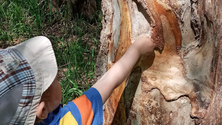 Young boy in a blue shirt and hat gently touching a rough tree trunk with his fingerの写真素材