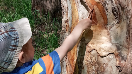 A young boy is touching a rough tree trunk with his finger. The bark is light brown, and the wood grain is visible. The boy is wearing a blue shirt and a hat. He is looking at the tree trunk.の写真素材