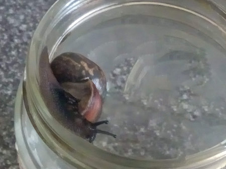 Observe the determination of a snail as it climbs the slippery walls of a glass container. This intriguing image captures the snail s unique movement and tenacity in nature.の写真素材