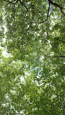 A stunning view of a tree canopy filled with delicate white flowers during springtime. The fresh green leaves enhance the beauty of the blossoms, symbolizing nature s renewal.の写真素材