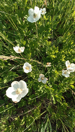 A close-up of white anemone flowers swaying in lush green foliage. This image embodies the beauty of spring, radiating freshness and tranquility, perfect for nature-themed designs.の写真素材