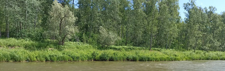A beautiful riverbank scene with lush green vegetation and trees along the shore. The calm water mirrors the vibrant greenery, creating a serene summer landscape ideal for nature lovers.の写真素材