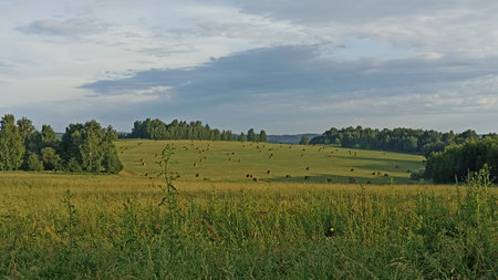 A picturesque rural landscape showcasing lush green hills and expansive meadows dotted with golden hay bales under a soft, cloudy sky. Perfect for depicting serene countryside life and tourism.の写真素材