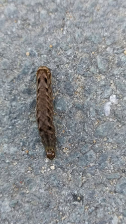 A close-up shot shows a brown caterpillar with unique markings crawling on rough asphalt. Its...