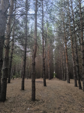 A tranquil woodland scene showcasing a sunlit path that weaves through a dense pine forest. This...