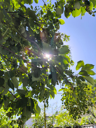 An inviting image of green leaves and small berries under a bright blue sky. This scene captures the...
