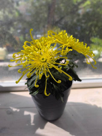 Bright yellow spider chrysanthemums, with their unique spiky petals, symbolize joy and longevity. Perfect for gifts or home decor, they add warmth and cheer to any space.の写真素材