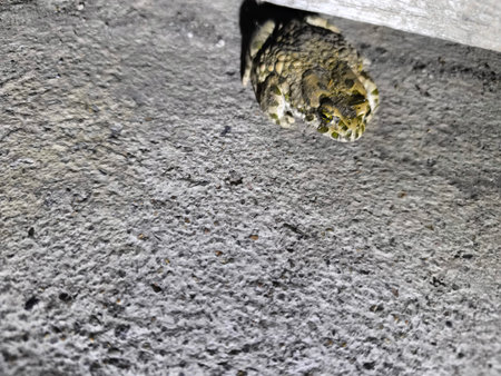 A textured toad, perfectly camouflaged, seeks shelter under a wooden plank resting on a rough...