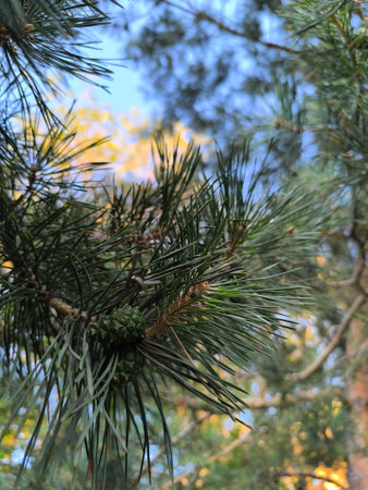 A close-up of a pine tree branch showcases its small cones and vibrant green needles. This image...