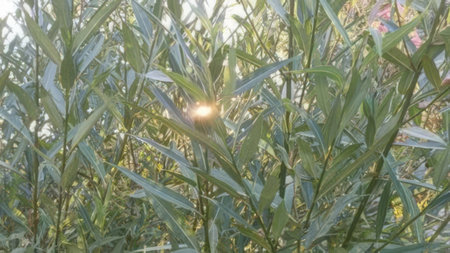 This image features vibrant green foliage bathed in sunlight, creating a calm and refreshing...